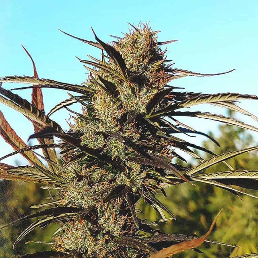 Is ‘Amore Flower’ Legit?