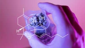 Is Delta-8 The Same As CBD?