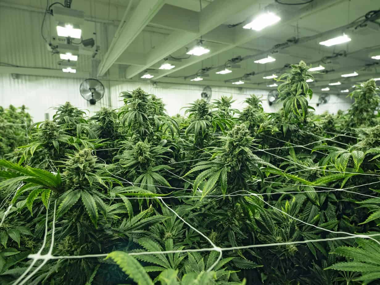 Delta-8 THC State Regulations Set To Begin