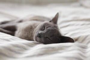 CBD or CBN: Which Cannabinoid Works Better for Sleep?