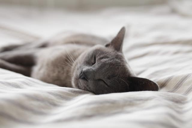 CBD or CBN: Which Cannabinoid Works Better for Sleep?