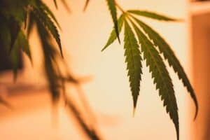 What Is HHC?