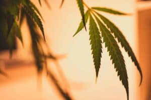 Cannabidiol vs. Cannabinol — Can You Spot The Difference?