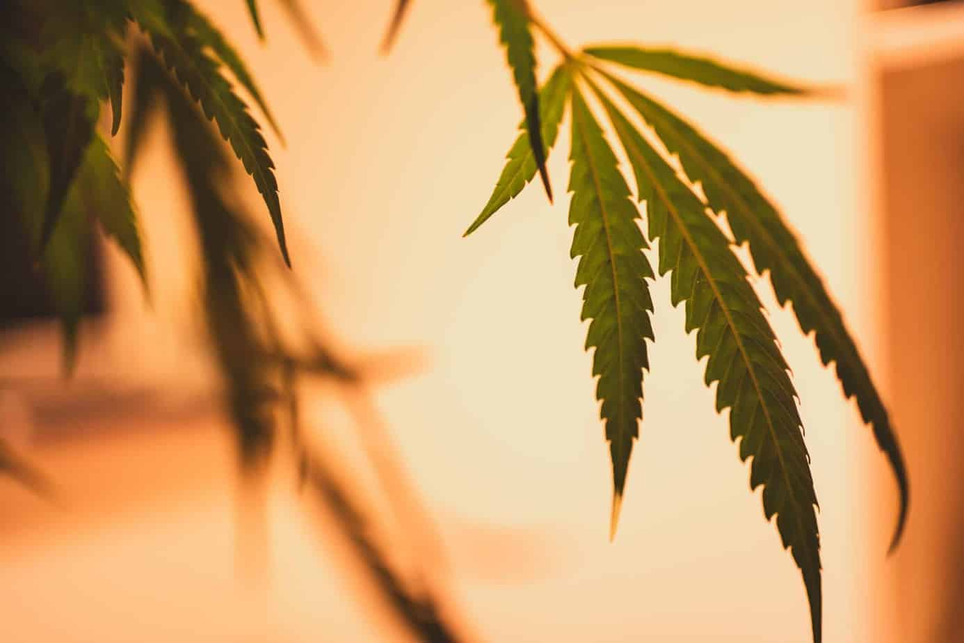 Cannabidiol vs. Cannabinol — Can You Spot The Difference?
