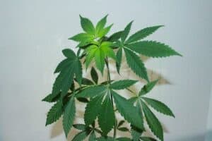 Delta-8 Vs. CBD