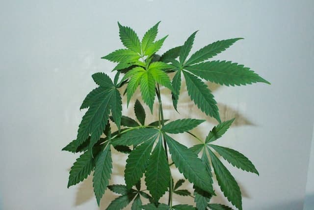 Delta-8 Vs. CBD
