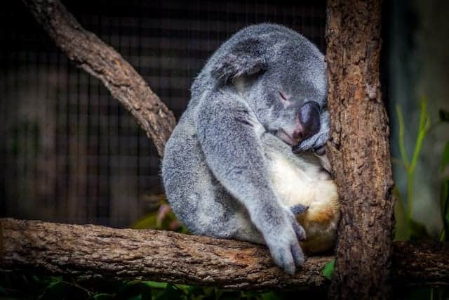 How To Use CBD For Sleep