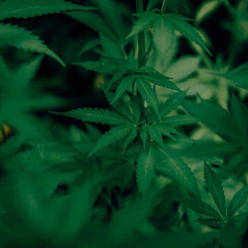 Cannabis Shop