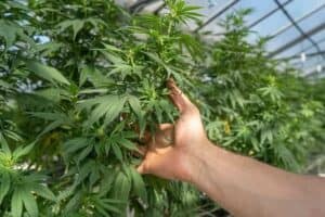 Keeping Kosher With Cannabidiol — Is CBD Oil A Kosher Food?