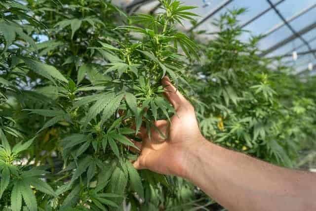 Keeping Kosher With Cannabidiol — Is CBD Oil A Kosher Food?
