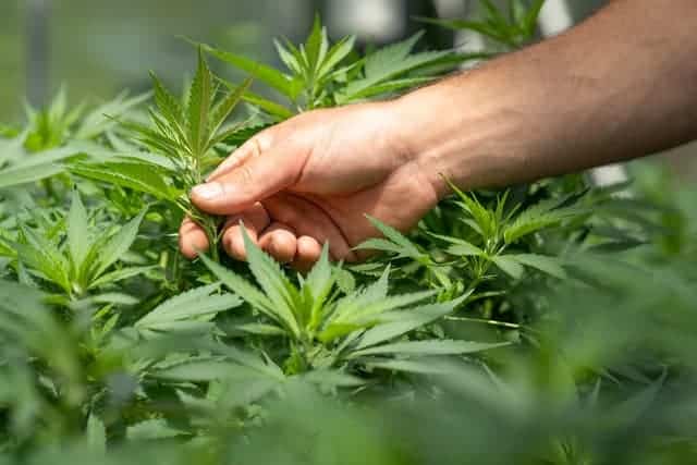 THC Without The “High?” — A Beginner’s Guide To THC-A