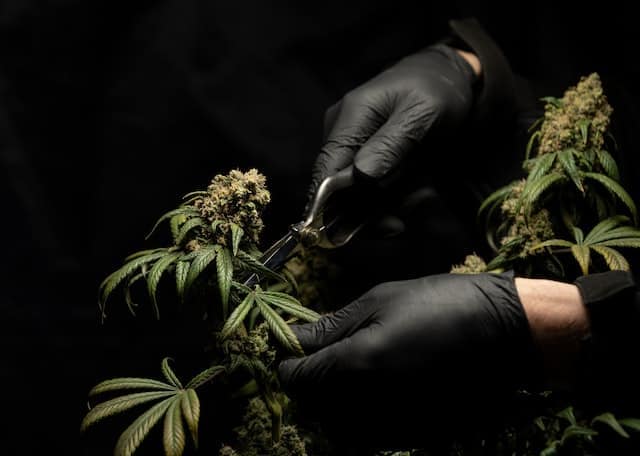 CBD Buying Guide For Beginners
