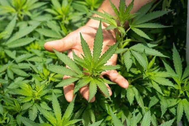 Isolate, Broad-Spectrum, Or Full-Spectrum CBD?