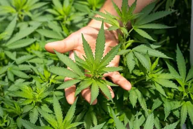 3 Unique Ways To Use CBD