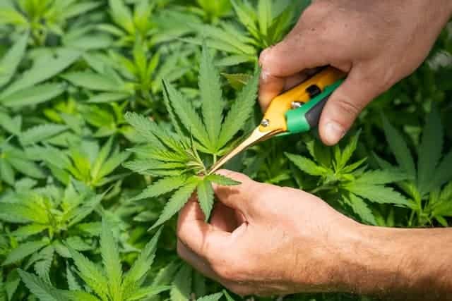 Different Types Of THC