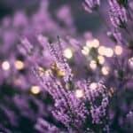 The “Tired Terpene”- A Beginner’s Guide To Linalool
