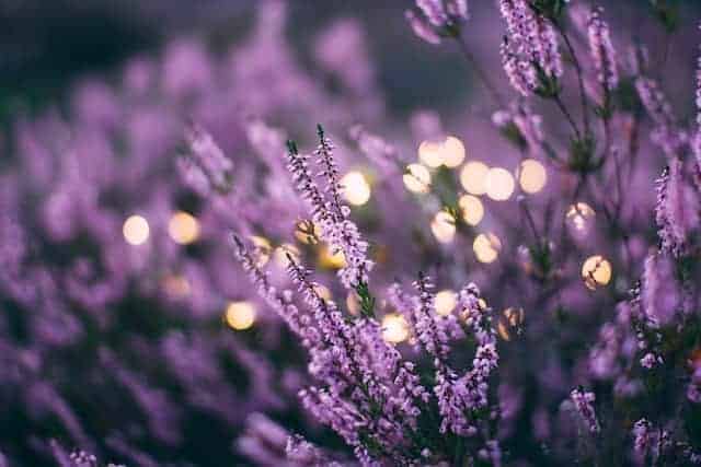 The “Tired Terpene”- A Beginner’s Guide To Linalool