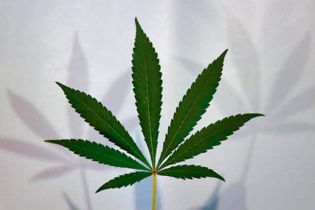 All Hail The CBD Queen! — An Overview Of The Cannatonic Hemp Strain