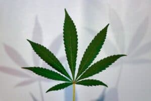 Why Is CBG Called The “Mother Of Cannabinoids”?