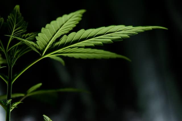 One Of Hemp’s Most Secretive Cannabinoids- What Is CBL?