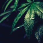 Stopping CBD Suddenly- Could People Experience “CBD Withdrawal?”