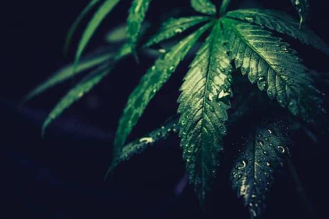 Stopping CBD Suddenly- Could People Experience “CBD Withdrawal?”