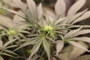 Separating The CBDs — Is CBD-A The Same As CBD?