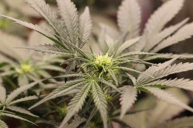 Separating The CBDs — Is CBD-A The Same As CBD?