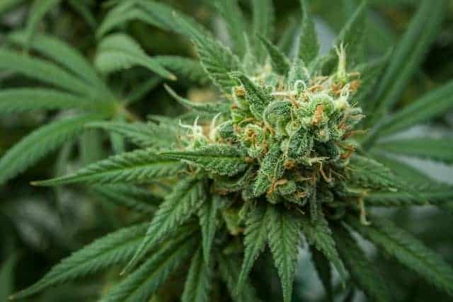 Calming Chamomile In Cannabis? — An Overview Of The Bisabolol Terpene
