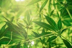 The Mystery of CBC — An Intro To Cannabichromene