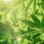 When Is CBG A Better Choice Than CBD Oil?