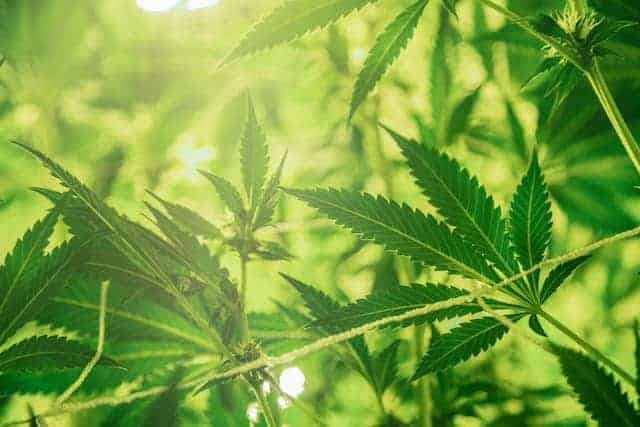 When Is CBG A Better Choice Than CBD Oil?