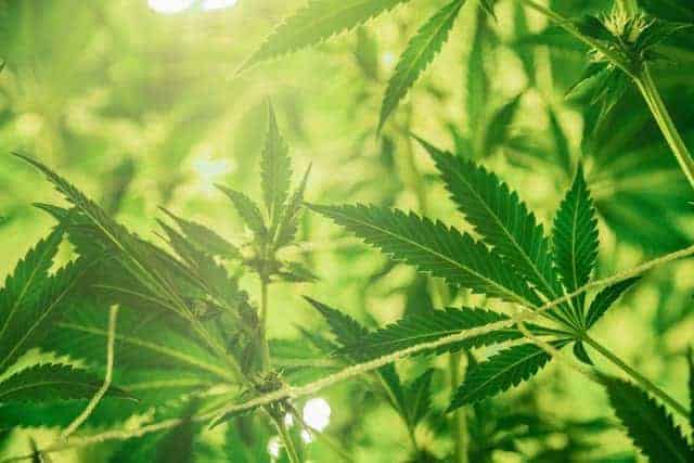 Growing Medical Hemp At Home — Can MMJ Cardholders Grow CBD Hemp?