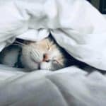 CBD Or Delta-8 THC For Better Sleep?