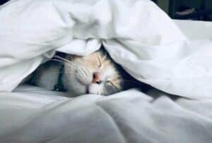 CBD Or Delta-8 THC For Better Sleep?