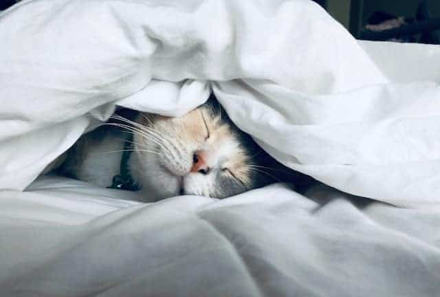 CBD Or Delta-8 THC For Better Sleep?