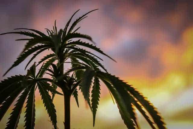 Kratom vs. Cannabis — Is There A Connection Between These Crazy Popular Plants?