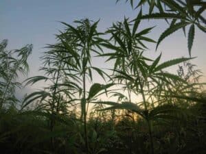 A New Cannabinoid on the Rise: What Is Delta-8?