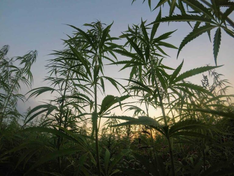 A New Cannabinoid on the Rise: What Is Delta-8?