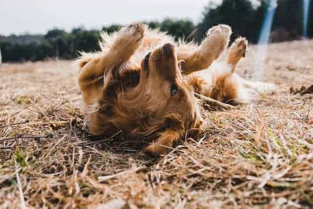 Will CBD De-Stress Your Dog?