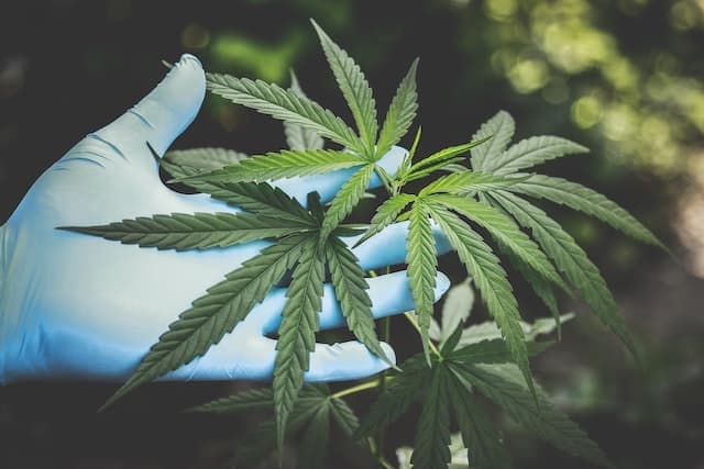 Common Myths About CBD