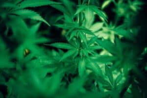 Will Delta-8 THC Get Me High?