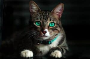Is CBD The “Cat’s Meow?” — Recent Research On CBD Oil For Cats