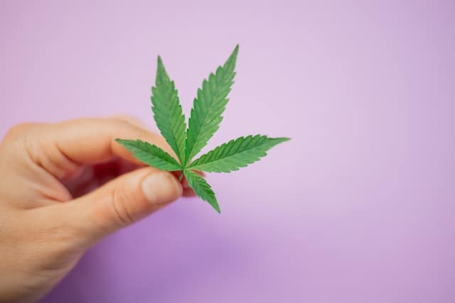 CBD Advice For Newbies