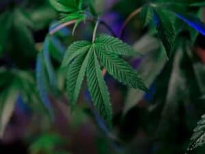 Enliven Your CBD With Citrus — A Primer On The Terpene Limonene