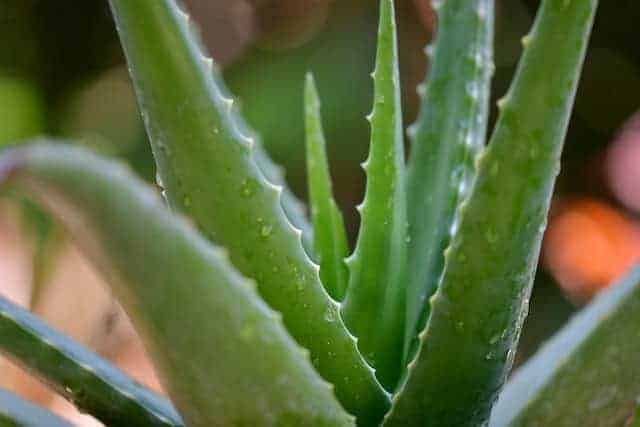 Can CBD Take Aloe To Another Level?