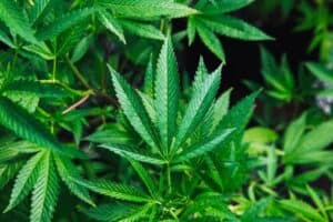 Worried About Weed In Your CBD?