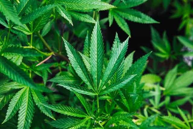 Worried About Weed In Your CBD?