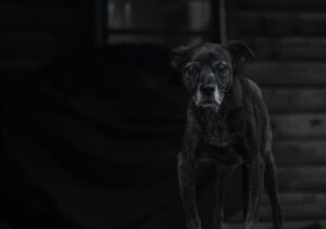 How Could CBD Help Aging Pets?