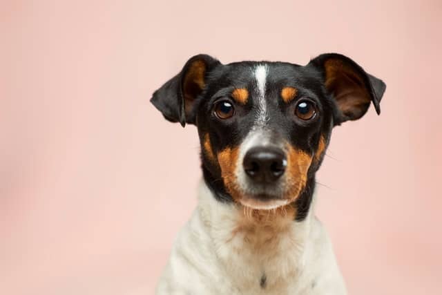 Delta-8 For Dogs? — Why Aren’t There Any Delta-8 Pet Treats?